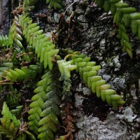 Podochilus saxatilis Lindl.